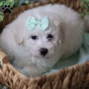 Gracie, Bichon Frise Puppy